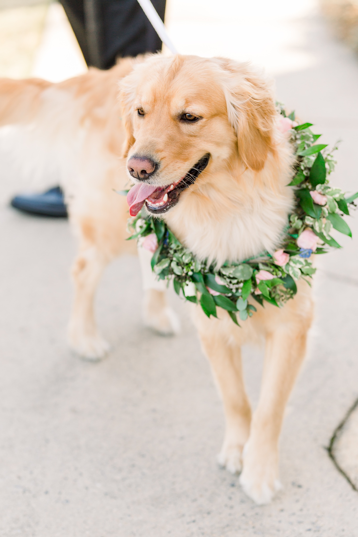 dog in floral crown poses by bride and groom