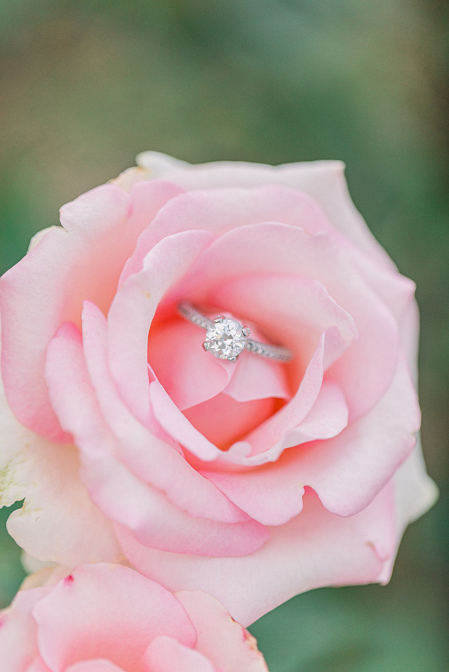 engagement ring on pink rose