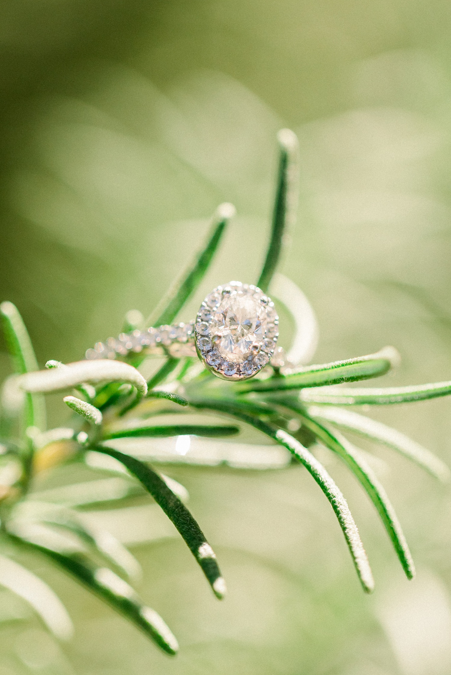 engagement ring rests on tree branch