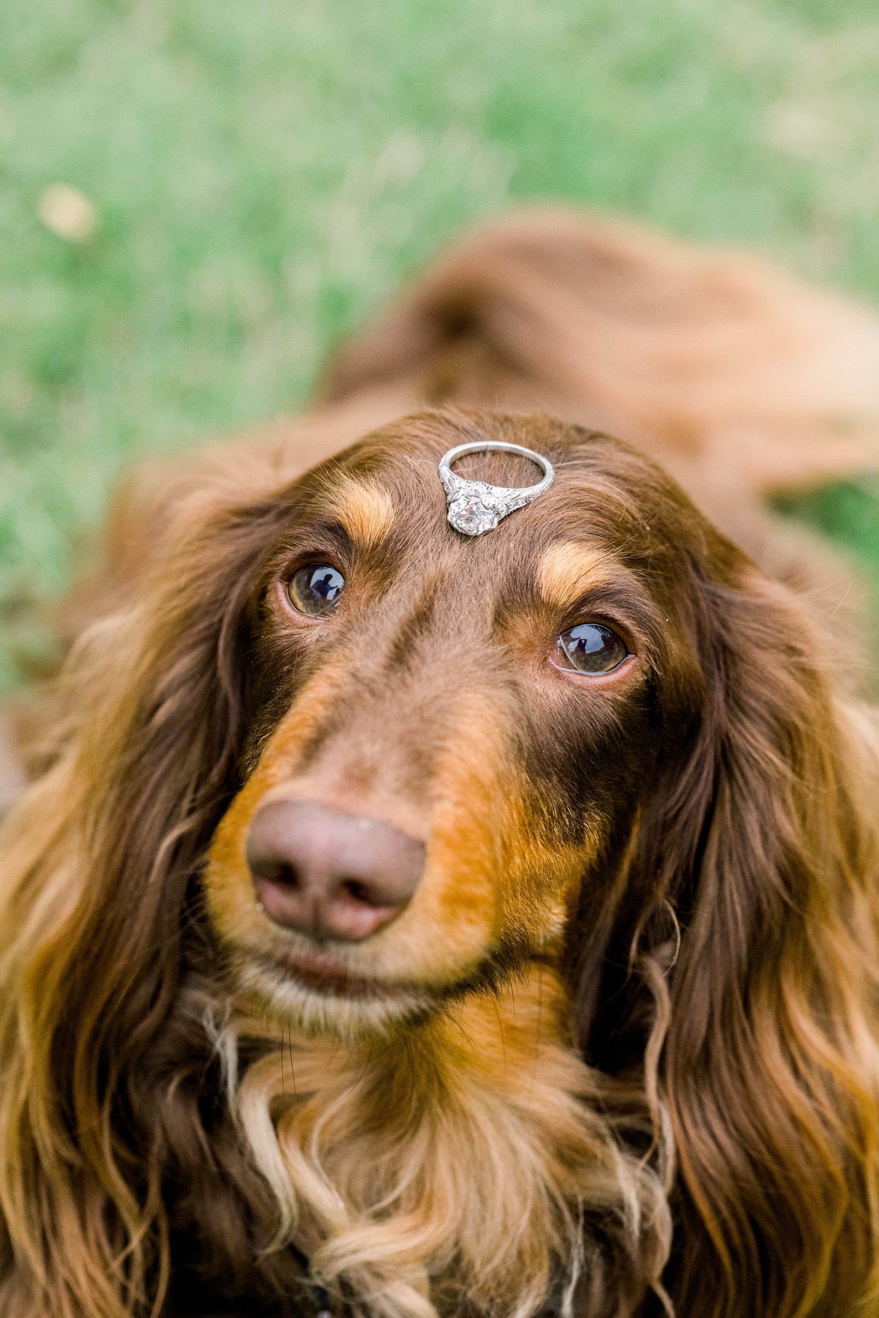 vintage diamond ring rests on dog's head
