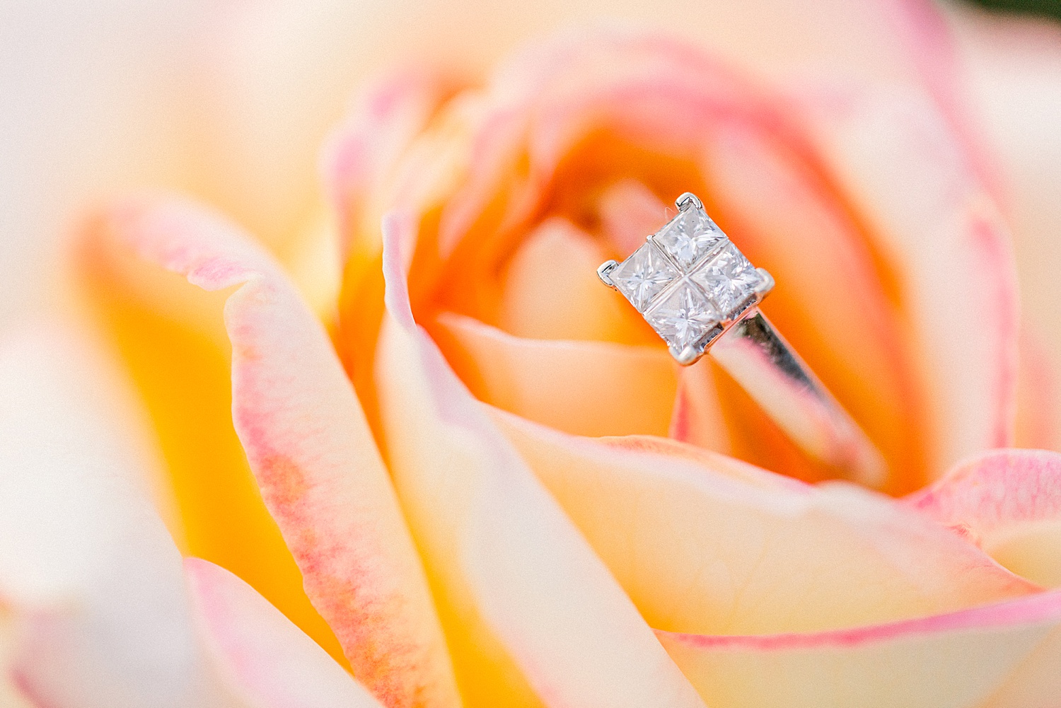 diamond ring rests in peach rose