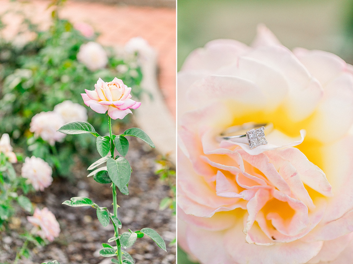 engagement ring sits on peach flower at Railroad Park