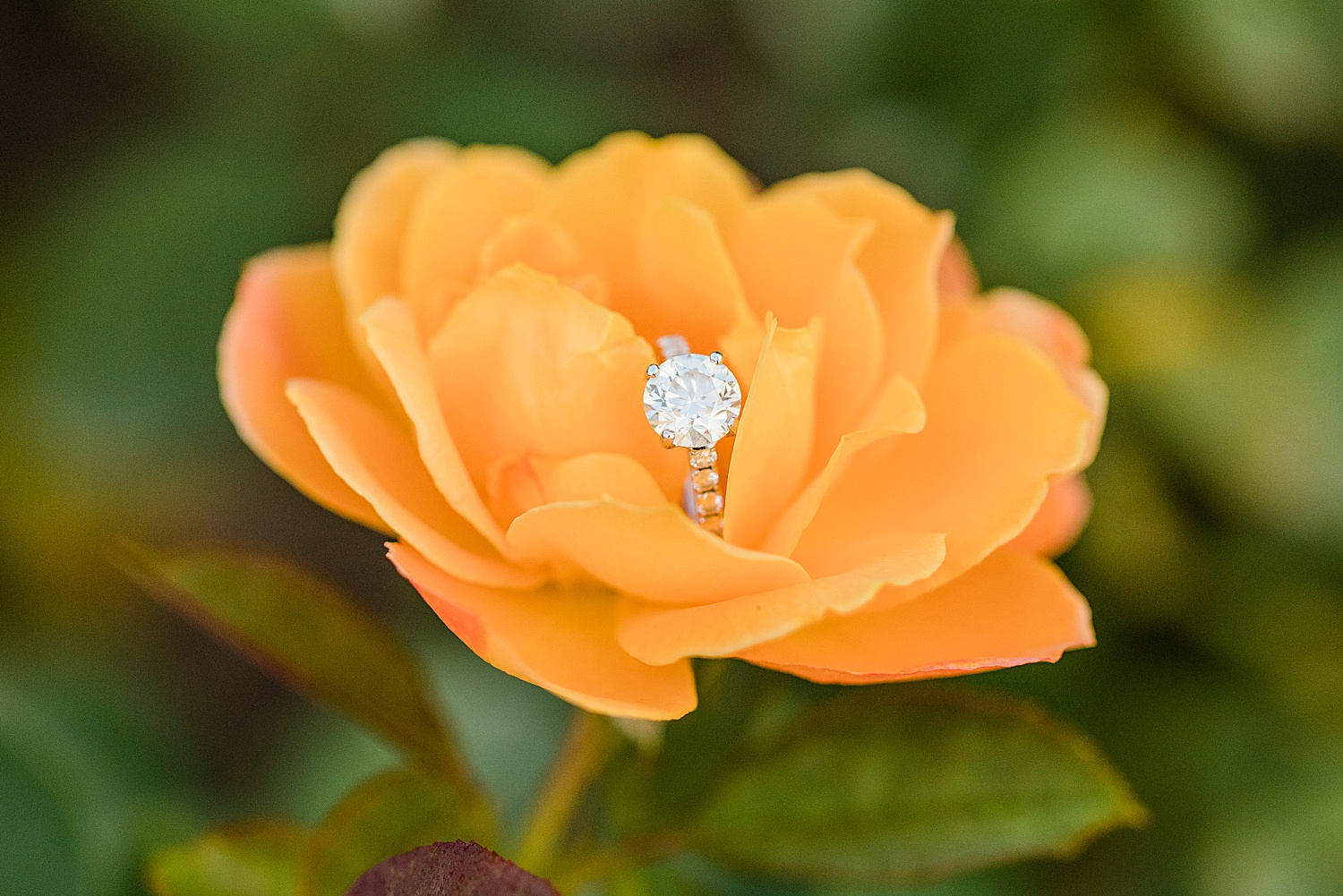 Engagement ring from Downtown Birmingham Botanical Gardens Engagement Session