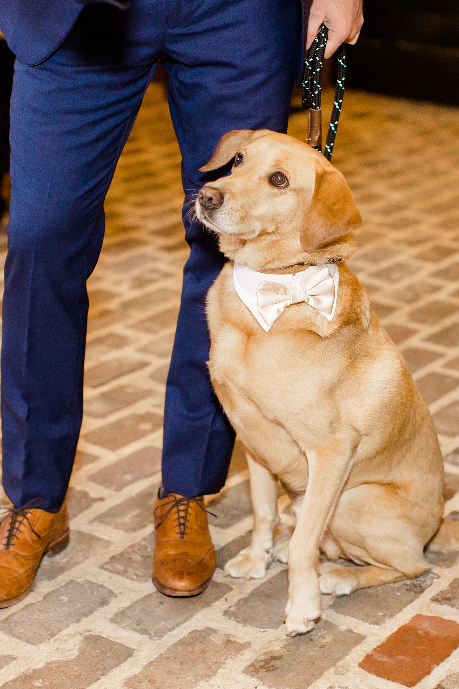 adorable dog from AL wedding ceremony