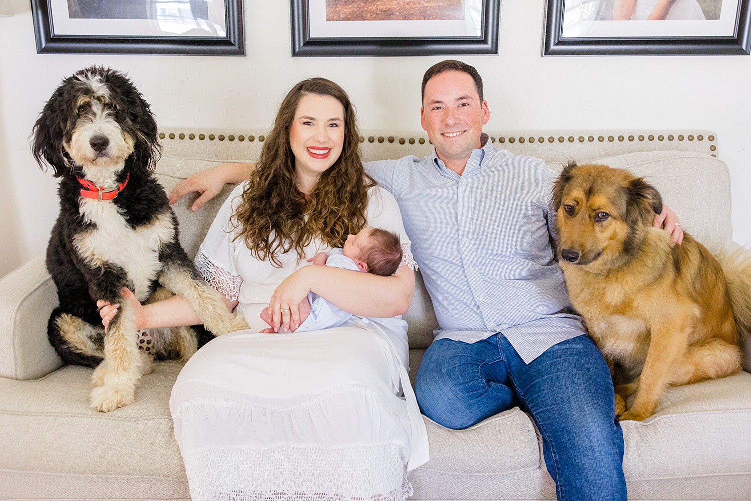 parents hold their newborn son with 2 family dogs sitting with them 