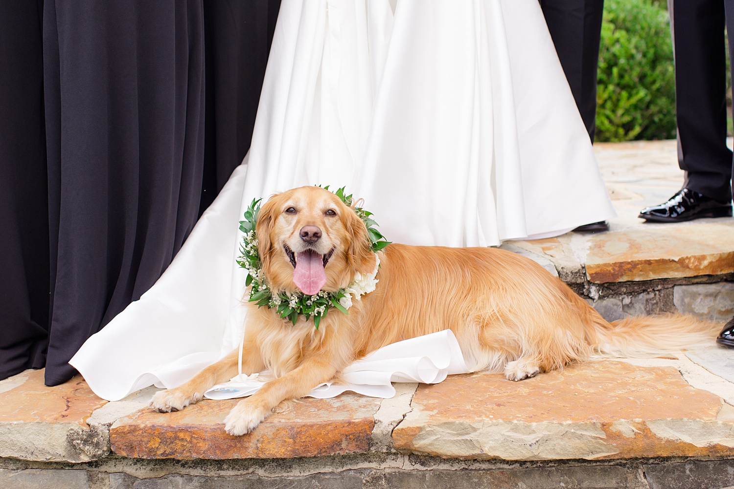 dog sits on bride's dress